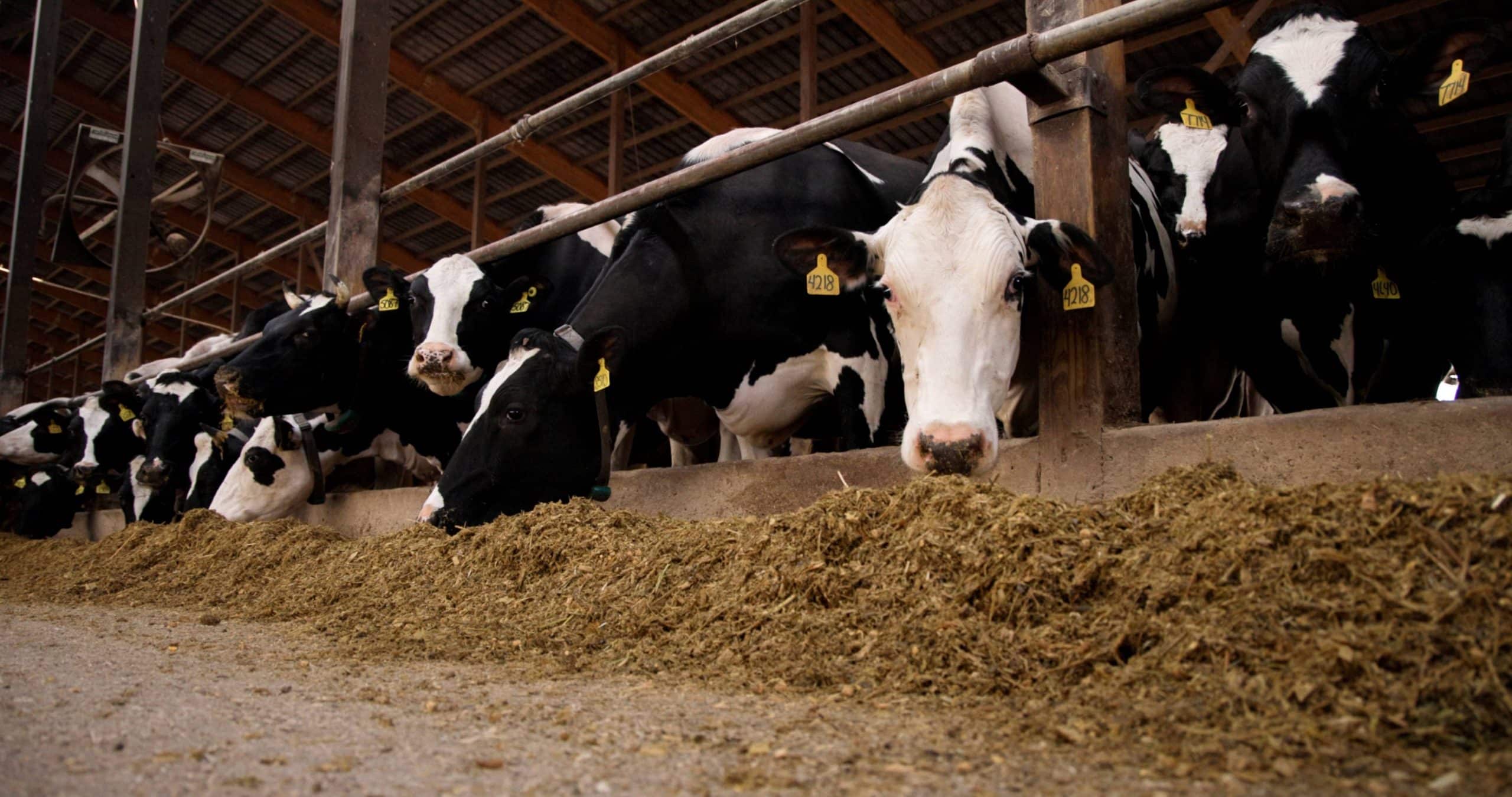 Dairy Farming in the United States A Rich and Modern Tradition